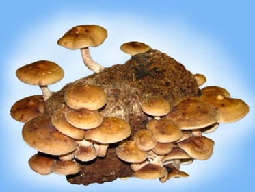 �itake