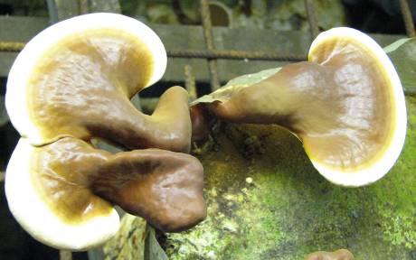 Reiši (Ganoderma lucidum)
